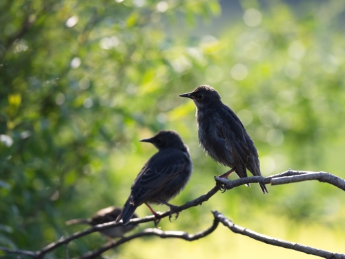Szpak (ang. Common Starling, łac. Sturnus vulgaris) - 7282- Fotografia Przyrodnicza - WlodekSmardz.pl