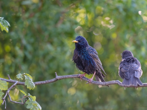 Szpak (ang. Common Starling, łac. Sturnus vulgaris) - 7349- Fotografia Przyrodnicza - WlodekSmardz.pl