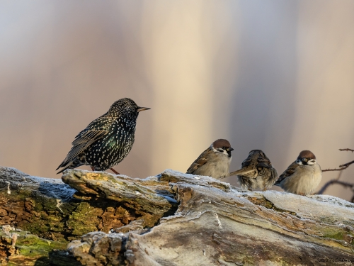Szpak (ang. Common Starling, łac. Sturnus vulgaris) - 0775- Fotografia Przyrodnicza - WlodekSmardz.pl