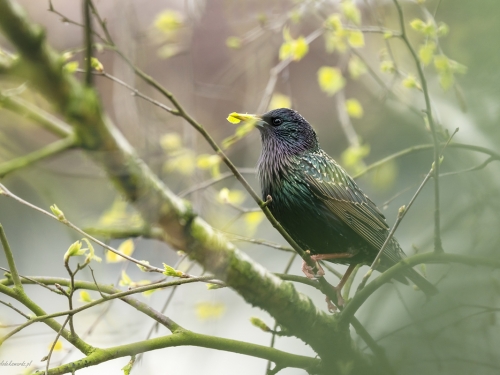 Szpak (ang. Common Starling, łac. Sturnus vulgaris) - 4064- Fotografia Przyrodnicza - WlodekSmardz.pl