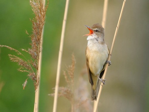 Trzciniak (ang. Great Reed-Warbler, łac. Acrocephalus arundinaceus)- Fotografia Przyrodnicza - WlodekSmardz.pl