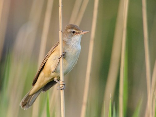 Trzciniak (ang. Great Reed-Warbler, łac. Acrocephalus arundinaceus)- Fotografia Przyrodnicza - WlodekSmardz.pl