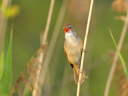 Trzciniak (ang. Great Reed-Warbler, łac. Acrocephalus arundinaceus)- Fotografia Przyrodnicza - WlodekSmardz.pl