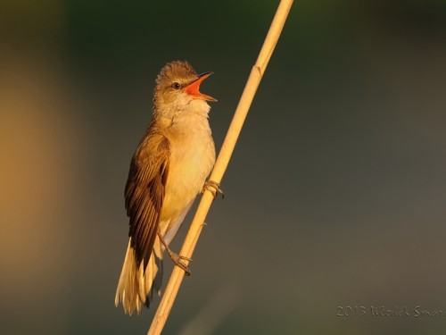 Trzciniak (ang. Great Reed-Warbler, łac. Acrocephalus arundinaceus)- Fotografia Przyrodnicza - WlodekSmardz.pl