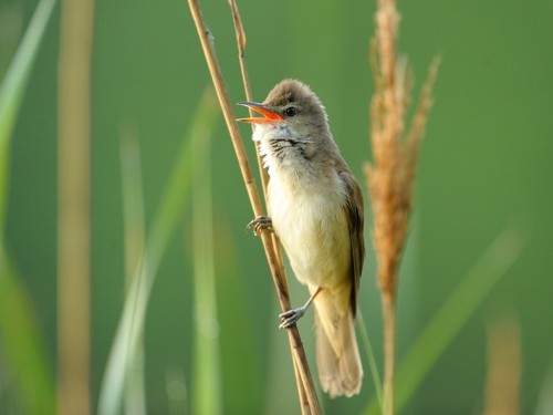 Trzciniak (ang. Great Reed-Warbler, łac. Acrocephalus arundinaceus) - 7967- Fotografia Przyrodnicza - WlodekSmardz.pl