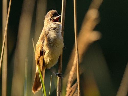 Trzciniak (ang. Great Reed-Warbler, łac. Acrocephalus arundinaceus) - 8016- Fotografia Przyrodnicza - WlodekSmardz.pl