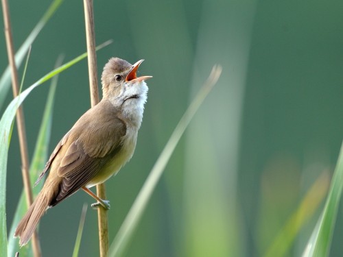 Trzciniak (ang. Great Reed-Warbler, łac. Acrocephalus arundinaceus) - 7950- Fotografia Przyrodnicza - WlodekSmardz.pl