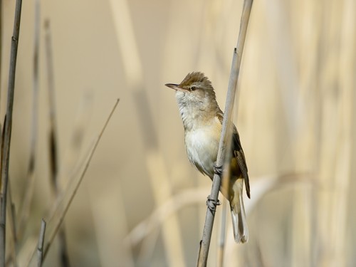 Trzciniak (ang. Great Reed-Warbler, łac. Acrocephalus arundinaceus) - 0976- Fotografia Przyrodnicza - WlodekSmardz.pl