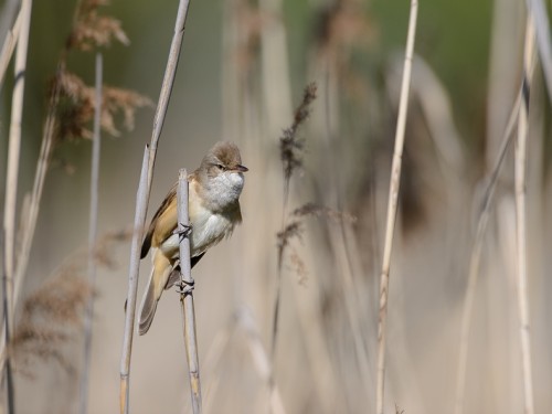 Trzciniak (ang. Great Reed-Warbler, łac. Acrocephalus arundinaceus) - 0900- Fotografia Przyrodnicza - WlodekSmardz.pl