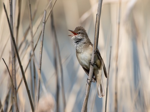 Trzciniak (ang. Great Reed-Warbler, łac. Acrocephalus arundinaceus) - 0969- Fotografia Przyrodnicza - WlodekSmardz.pl