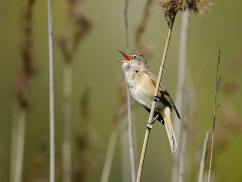 Trzciniak (ang. Great Reed-Warbler, łac. Acrocephalus arundinaceus) - 0991- Fotografia Przyrodnicza - WlodekSmardz.pl