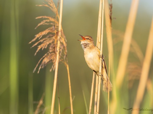 Trzciniak (ang. Great Reed-Warbler, łac. Acrocephalus arundinaceus) - 5213- Fotografia Przyrodnicza - WlodekSmardz.pl