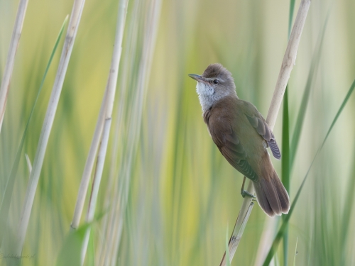 Trzciniak (ang. Great Reed-Warbler, łac. Acrocephalus arundinaceus) - 5661- Fotografia Przyrodnicza - WlodekSmardz.pl