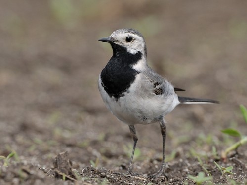 Pliszka siwa (ang. White Wagtail, łac. Motacilla alba)- Fotografia Przyrodnicza - WlodekSmardz.pl