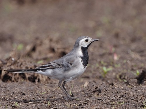 Pliszka siwa (ang. White Wagtail, łac. Motacilla alba)- Fotografia Przyrodnicza - WlodekSmardz.pl