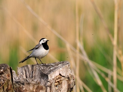 Pliszka siwa (ang. White Wagtail, łac. Motacilla alba)- Fotografia Przyrodnicza - WlodekSmardz.pl