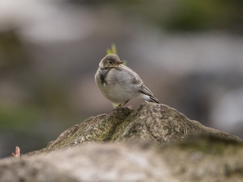 Pliszka siwa (ang. White Wagtail, łac. Motacilla alba)- 3125 - Fotografia Przyrodnicza - WlodekSmardz.pl