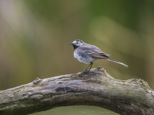 Pliszka siwa (ang. White Wagtail, łac. Motacilla alba) - 1209- Fotografia Przyrodnicza - WlodekSmardz.pl