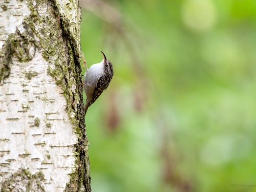 Pełzacz leśny (ang. Eurasian Tree-Creeper, łac. Certhia familiaris) - 7306- Fotografia Przyrodnicza - WlodekSmardz.pl