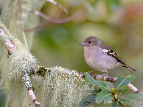 Zięba maderska (ang. Azores or Madeira Chaffinch łac. Fringilla maderensis) - 4452 - Fotografia Przyrodnicza - WlodekSmardz.pl