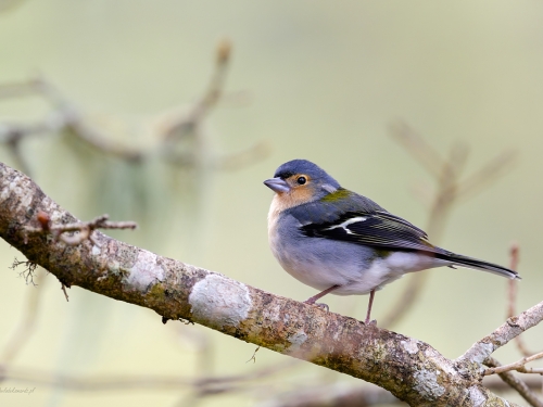 Zięba maderska (ang. Azores or Madeira Chaffinch łac. Fringilla maderensis) - 4415 - Fotografia Przyrodnicza - WlodekSmardz.pl