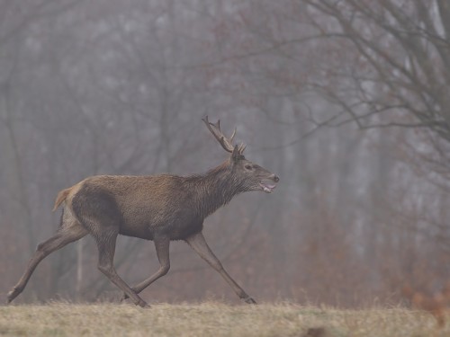 Jeleń (ang. Deer, łac. Cervus elaphus) - Fotografia Przyrodnicza - WlodekSmardz.pl