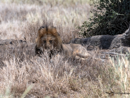Lew afrykański (ang. African Lion łac. Panthera leo) - 5317 - Fotografia Przyrodnicza - WlodekSmardz.pl