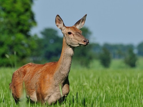 Jeleń (ang. Deer, łac. Cervus elaphus) - 0081 - Fotografia Przyrodnicza - WlodekSmardz.pl