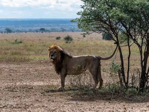 Lew afrykański (ang. African Lion łac. Panthera leo) - 4930 - Fotografia Przyrodnicza - WlodekSmardz.pl