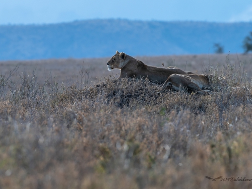 Lew afrykański (ang. African Lion łac. Panthera leo) - 4411 - Fotografia Przyrodnicza - WlodekSmardz.pl