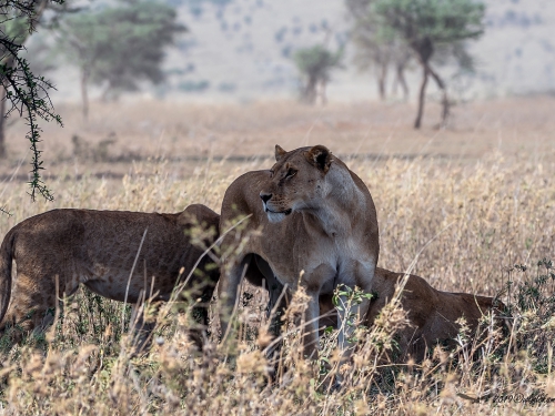 Lew afrykański (ang. African Lion łac. Panthera leo) - 4881 - Fotografia Przyrodnicza - WlodekSmardz.pl
