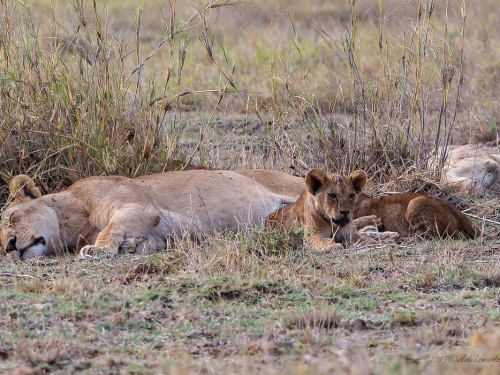 Lew afrykański (ang. African Lion łac. Panthera leo) - 6200 - Fotografia Przyrodnicza - WlodekSmardz.pl