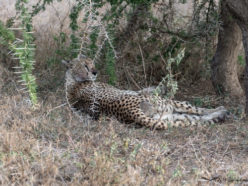Gepard grzywiasty (ang. Cheetah łac. Acinonyx jubatus) - 4274 - Fotografia Przyrodnicza - WlodekSmardz.pl