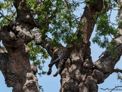 Lampart plamisty (ang. Leopard łac. Panthera pardus) - 5110 - Fotografia Przyrodnicza - WlodekSmardz.pl