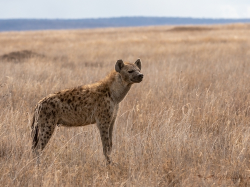 Hiena cętkowana (ang. Spotted hyena łac. Crocuta crocuta) - 4129 - Fotografia Przyrodnicza - WlodekSmardz.pl