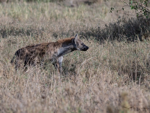 Hiena cętkowana (ang. Spotted hyena łac. Crocuta crocuta) - 4675 - Fotografia Przyrodnicza - WlodekSmardz.pl