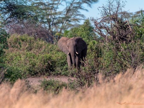 Słoń afrykański (ang. African elephant łac. Loxodonta africana) - 4845 - Fotografia Przyrodnicza - WlodekSmardz.pl