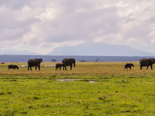 Słoń afrykański (ang. African elephant łac. Loxodonta africana) - 6182 - Fotografia Przyrodnicza - WlodekSmardz.pl