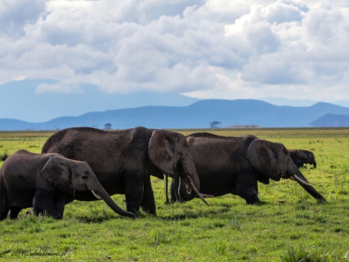 Słoń afrykański (ang. African elephant łac. Loxodonta africana) - 6183 - Fotografia Przyrodnicza - WlodekSmardz.pl