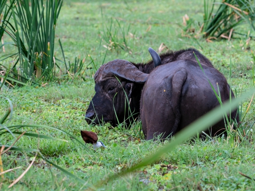 Bawół afrykański (ang. African buffalo łac. Syncerus caffer) - 3720 - Fotografia Przyrodnicza - WlodekSmardz.pl