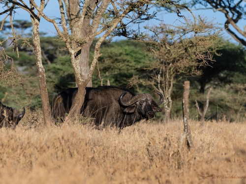 Bawół afrykański (ang. African buffalo łac. Syncerus caffer) - 5426 - Fotografia Przyrodnicza - WlodekSmardz.pl