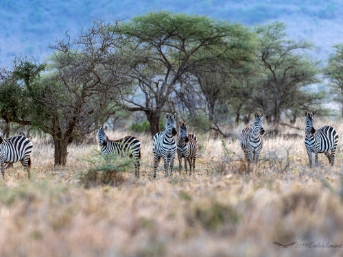 Zebra (ang. Zebra łac. Equus quagga) - 5374 - Fotografia Przyrodnicza - WlodekSmardz.pl