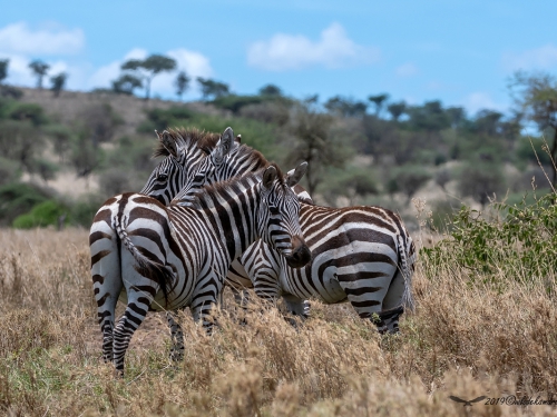 Zebra (ang. Zebra łac. Equus quagga) - 5342 - Fotografia Przyrodnicza - WlodekSmardz.pl