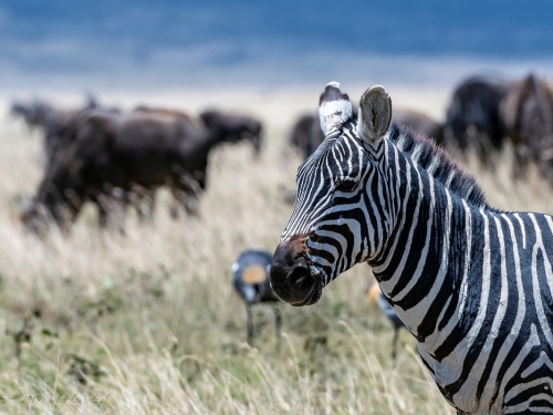 Zebra (ang. Zebra łac. Equus quagga) - 5732 - Fotografia Przyrodnicza - WlodekSmardz.pl