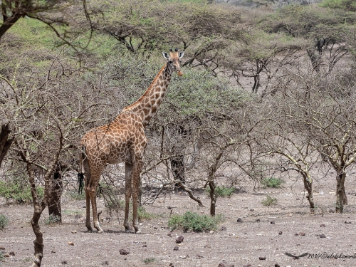 Żyrafa kenijska (ang. Giraffe łac. Giraffa camelopardalis tippelskirchi) - 3953 - Fotografia Przyrodnicza - WlodekSmardz.pl