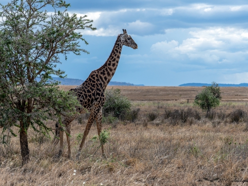Żyrafa kenijska (ang. Giraffe łac. Giraffa camelopardalis tippelskirchi) - 4154 - Fotografia Przyrodnicza - WlodekSmardz.pl