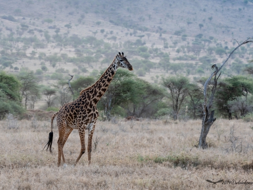 Żyrafa kenijska (ang. Giraffe łac. Giraffa camelopardalis tippelskirchi) - 4492 - Fotografia Przyrodnicza - WlodekSmardz.pl