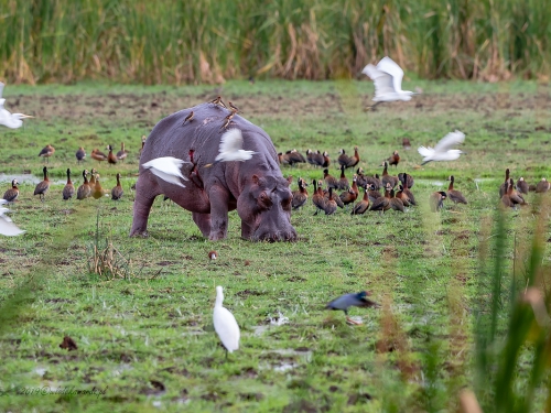 Hipopotam (ang. Hippopotamus łac. Hippopotamus amphibius) - 3660 - Fotografia Przyrodnicza - WlodekSmardz.pl