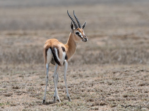 Gazelopka sawannowa (ang. Gazelle łac. Eudorcas thomsonii) - 3989 - Fotografia Przyrodnicza - WlodekSmardz.pl