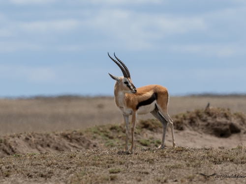 Gazelopka sawannowa (ang. Gazelle łac. Eudorcas thomsonii) - 4005 - Fotografia Przyrodnicza - WlodekSmardz.pl